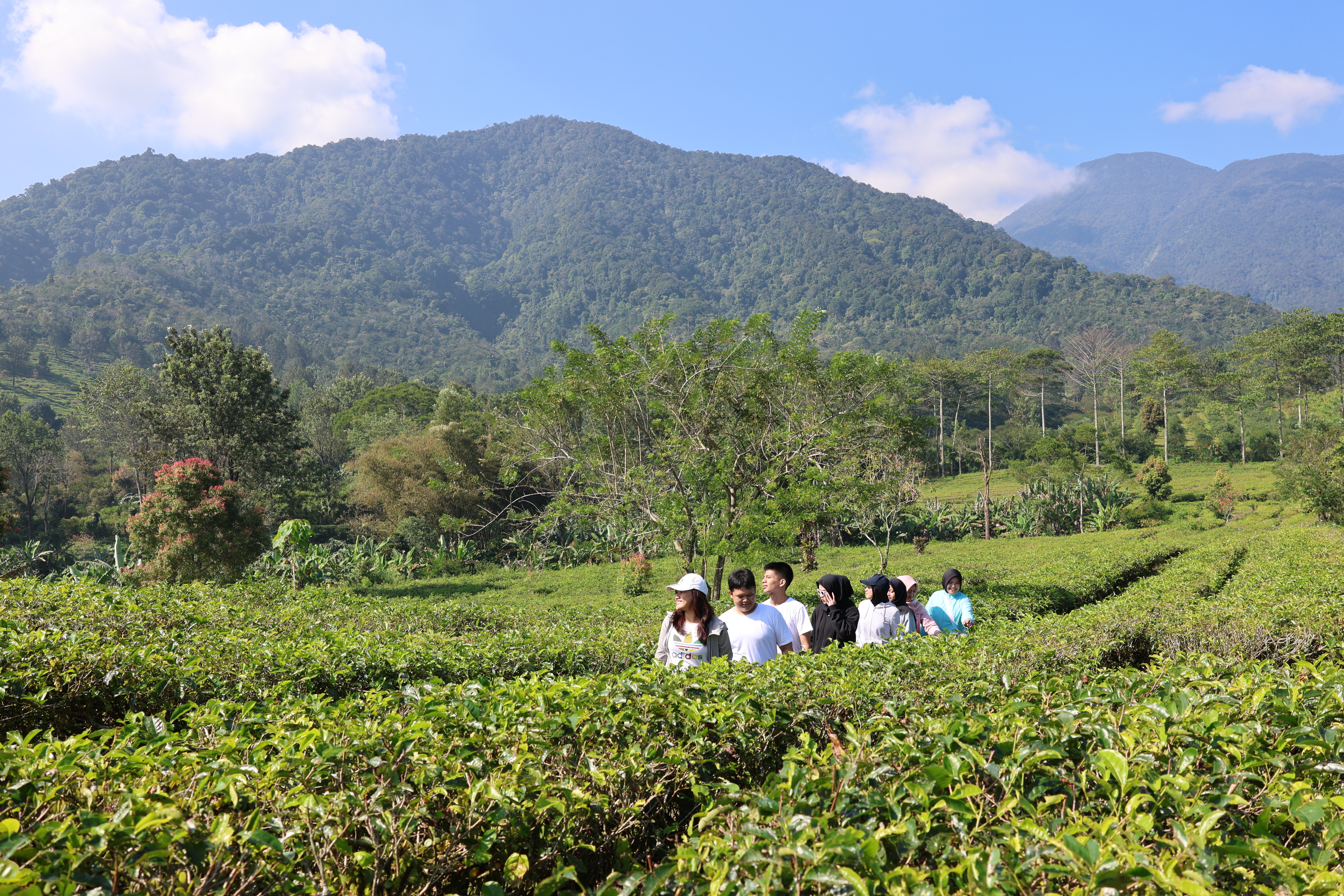 Tea Walk
